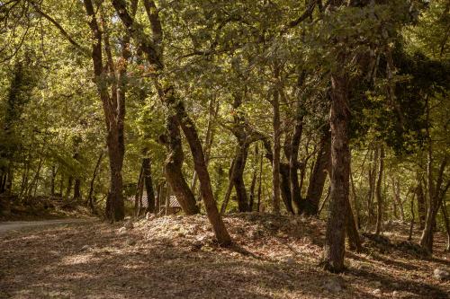 ginestra11