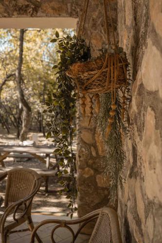 ginestra4